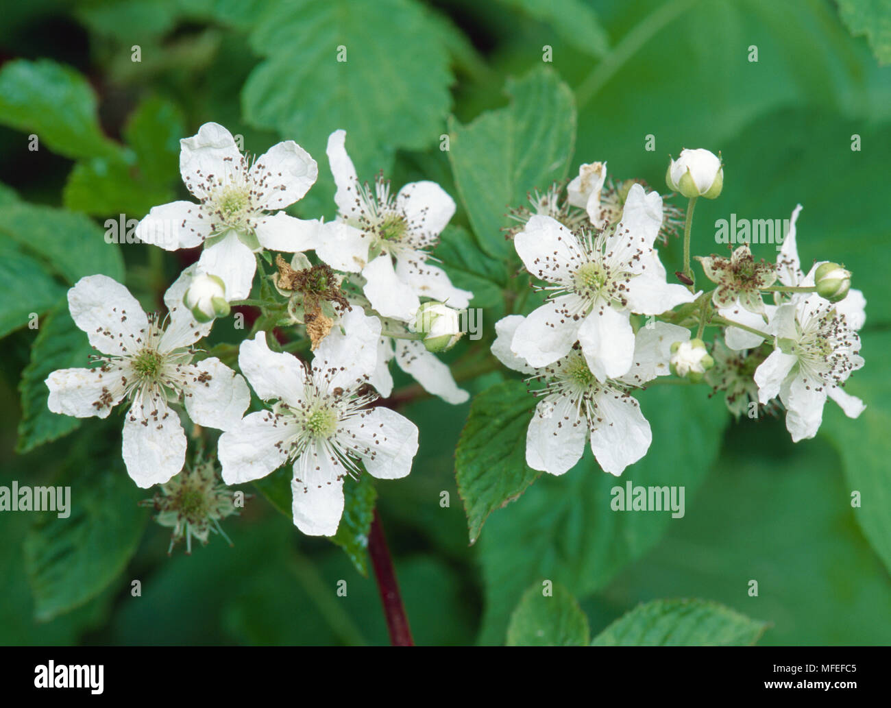 BLACKBERRY Rubus sp. North Carolina, USA. Stockfoto