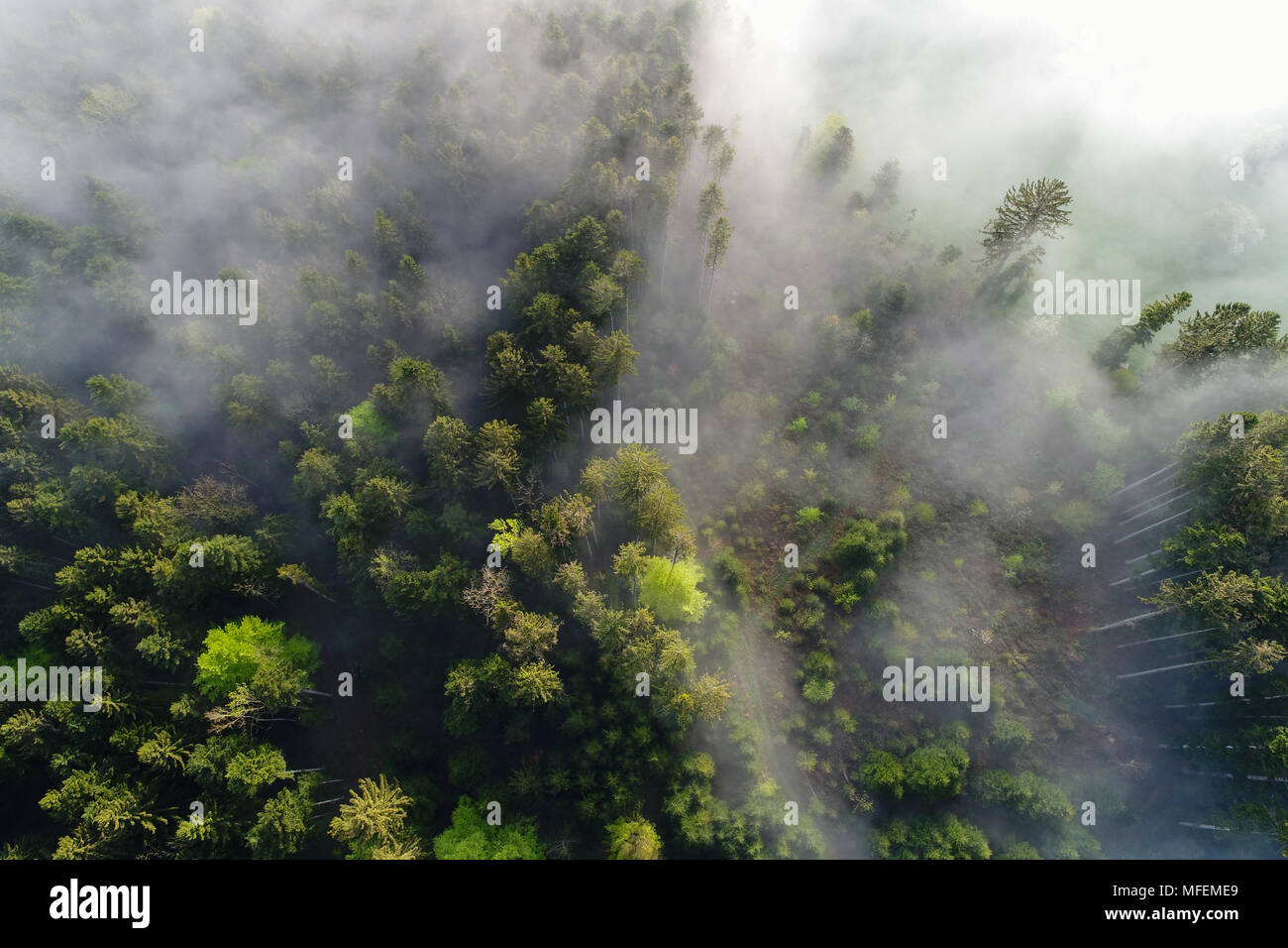 Luftaufnahme Nebel Wolken ziehen an einem Frühlingsmorgen in der Schweiz durch den Wald Stockfoto