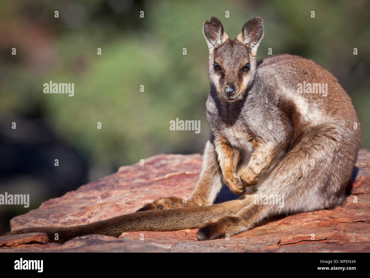 Schwarz - flankiert Rock Wallaby (Petrogale lateralis), Fam. Macropodidae, Marsupialia, im Winter diese individuelle AALT sich in der frühen Morgensonne, Ormist Stockfoto