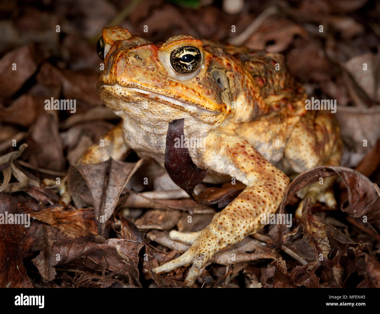 Cane Toad (Rhinella marina), Fam. Bufonidae, eingeführt Schädling-spezies (Zuckerrohr Käfer - erfolglos zu steuern) und hochgiftig für die meisten Raubtiere suc Stockfoto