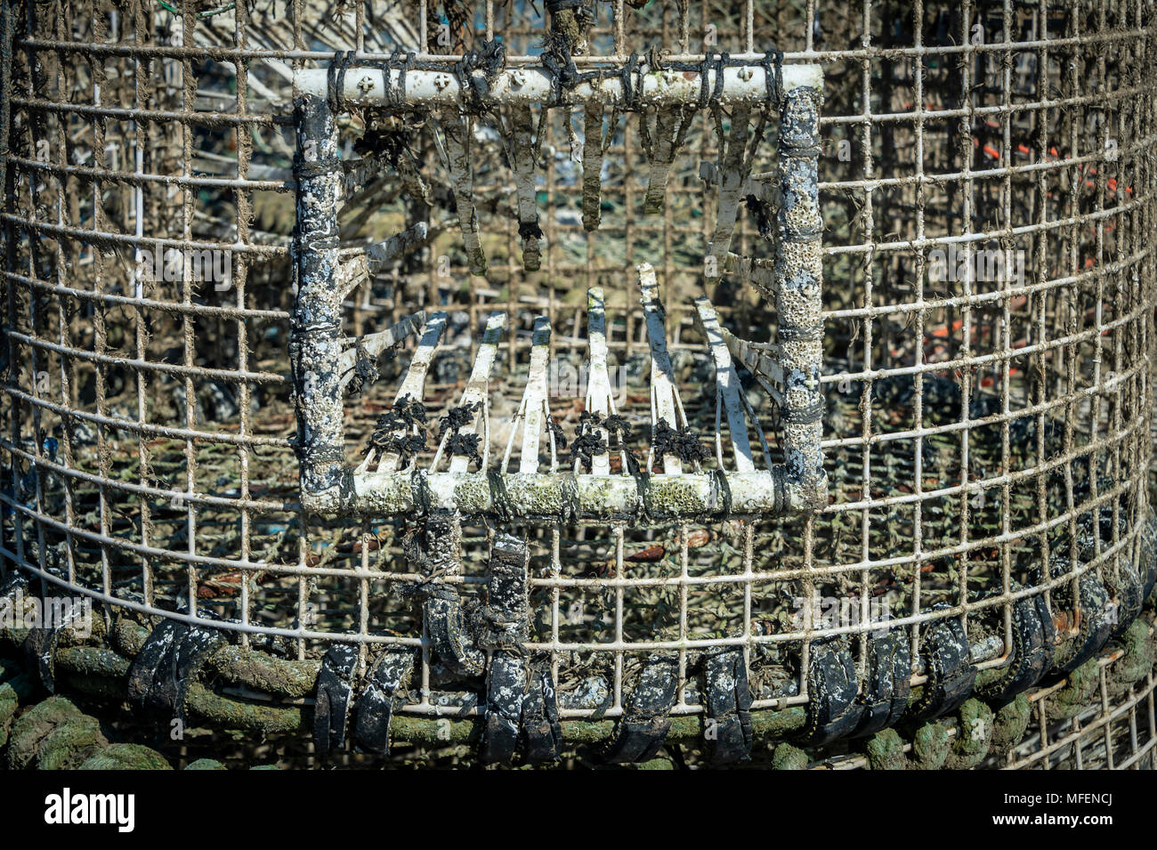 Nahaufnahme eines Lobster Pot Stockfoto