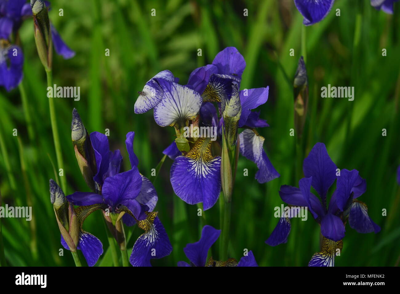 Iris auch als Zwerg Iris bekannt, eine reizvolle Miniatur, ideal für Rabatten, Steingärten, Kübel und Terrasse zeigt geeignet. blau Iris für einen Garten h Stockfoto