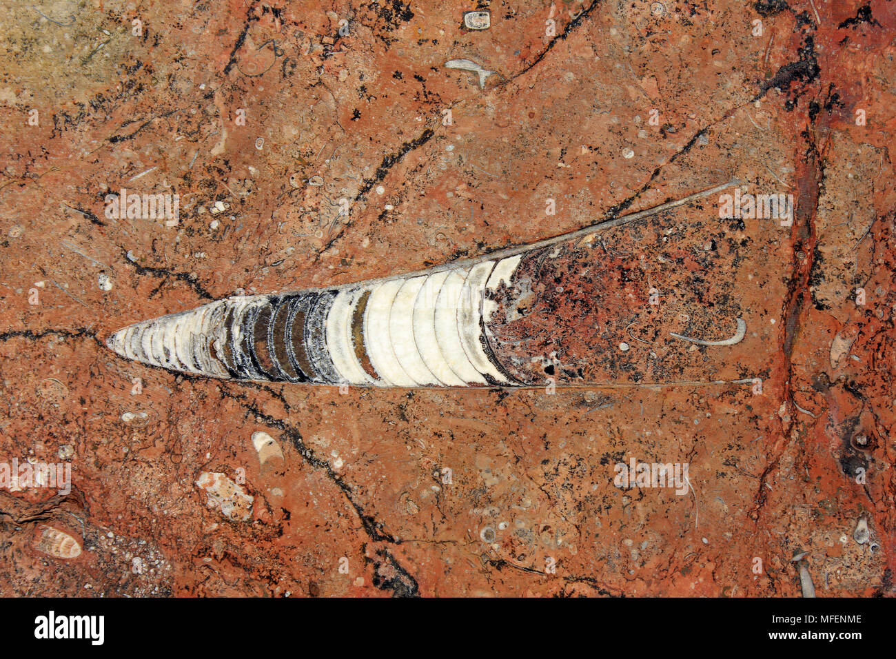 (Geisonoceras) Orthoceras Fossil, Devon, Marokko Stockfoto