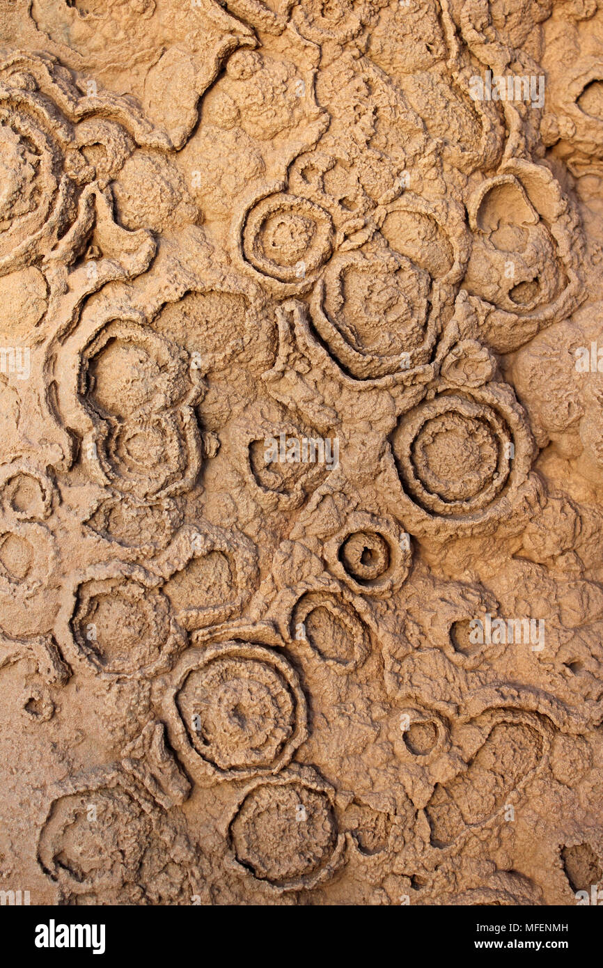 Stromatolite fossilen Muster, Kreidezeit, Marokko Stockfoto