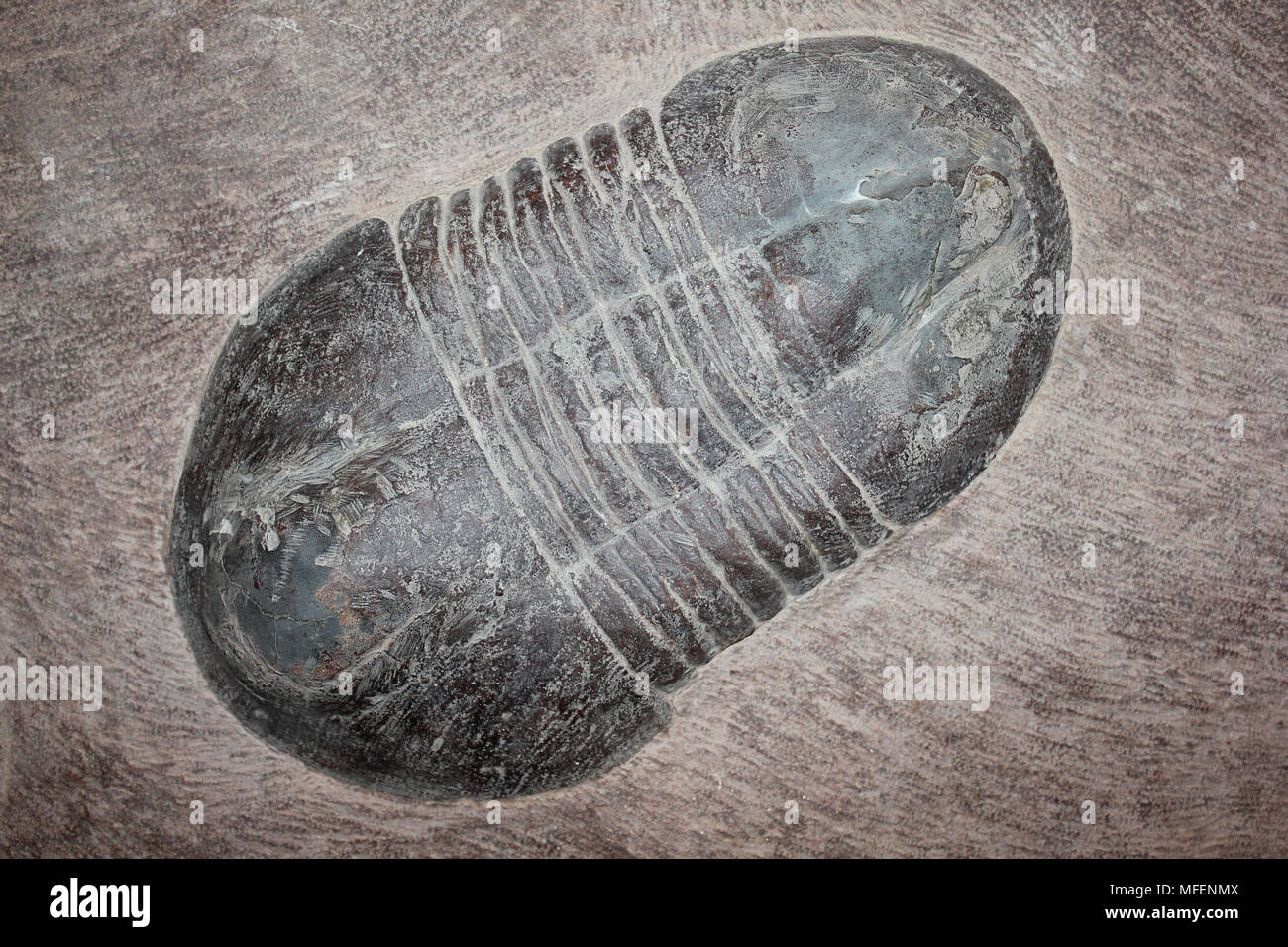 Trilobit Asaphus sp. Ordovizium Marokko Stockfoto