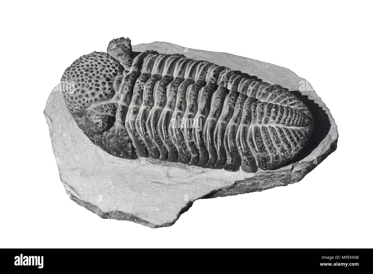 Trilobit Phacops sp. Devon, Marokko Stockfoto