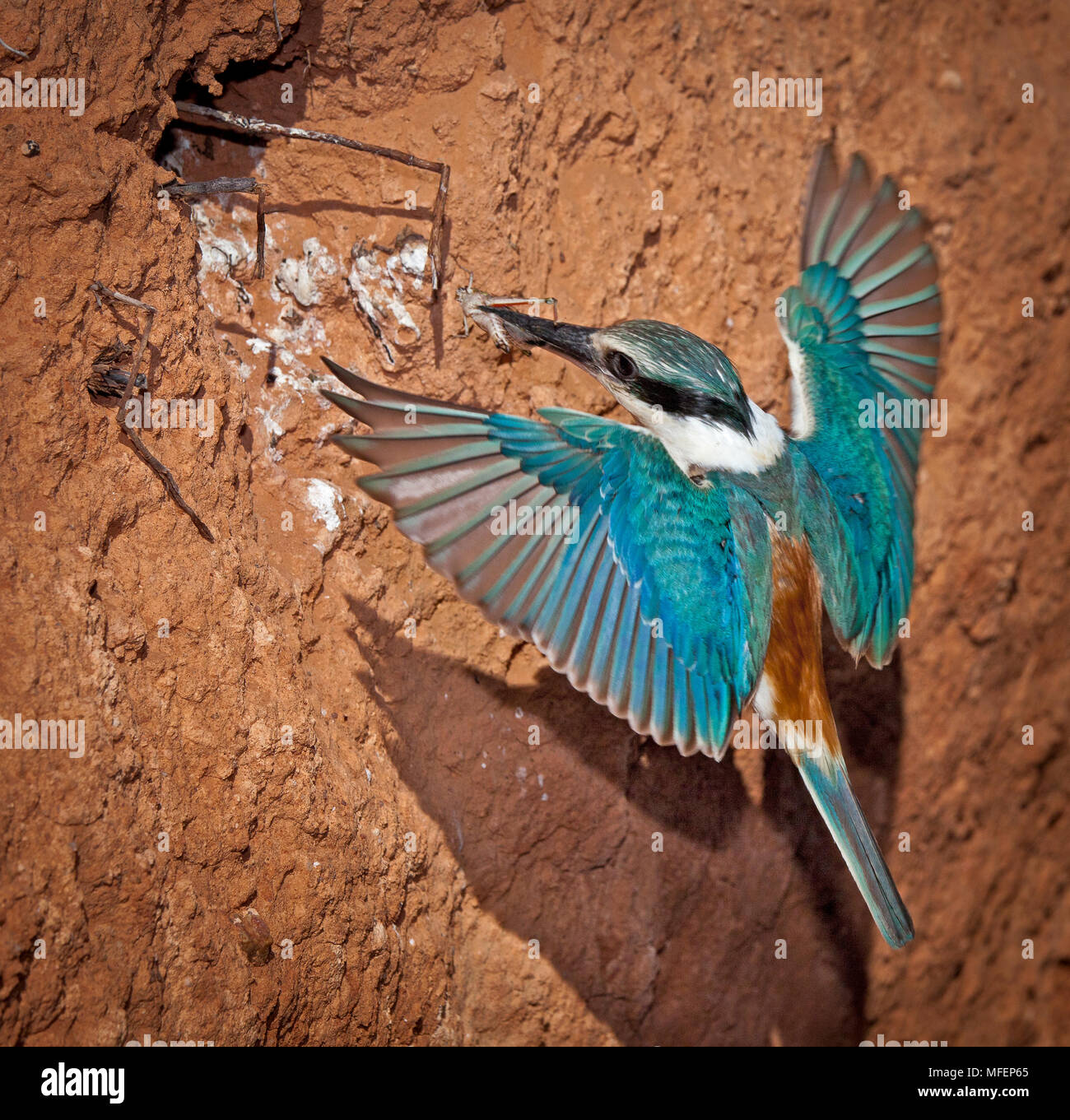 Red-backed Kingfisher (Todiramphus pyrrhopygia), Fam Halcyonidae, Erwachsene nähern nest Tunnel, Mulyangarie Station, South Australia, Australien Stockfoto
