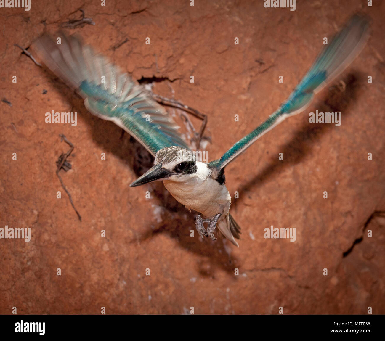 Red-backed Kingfisher (Todiramphus pyrrhopygia), Fam Halcyonidae, Erwachsene Abflug vom Nest Tunnel, Mulyangarie Station, South Australia, Australien Stockfoto