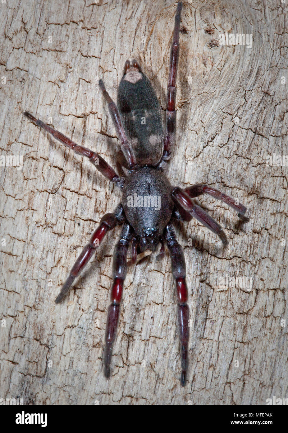 White-tailed Spinne (Lampona cylindrata), Fam. Lamponidae, der Biss dieser Spinne ist gefürchtet, weil es umfangreiche Gewebsnekrosen, weiblich führen kann, Stockfoto