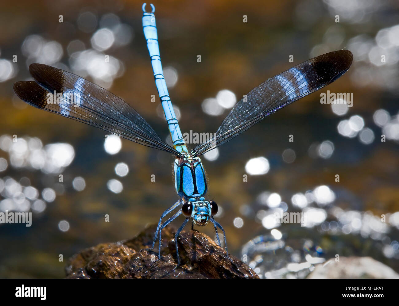 Wildwasser Rockmaster (Diphlebia lestoides), Fam. Diphlebiidae, männlich, dispaying Tuggolo State Forest, New South Wales, Australien Stockfoto