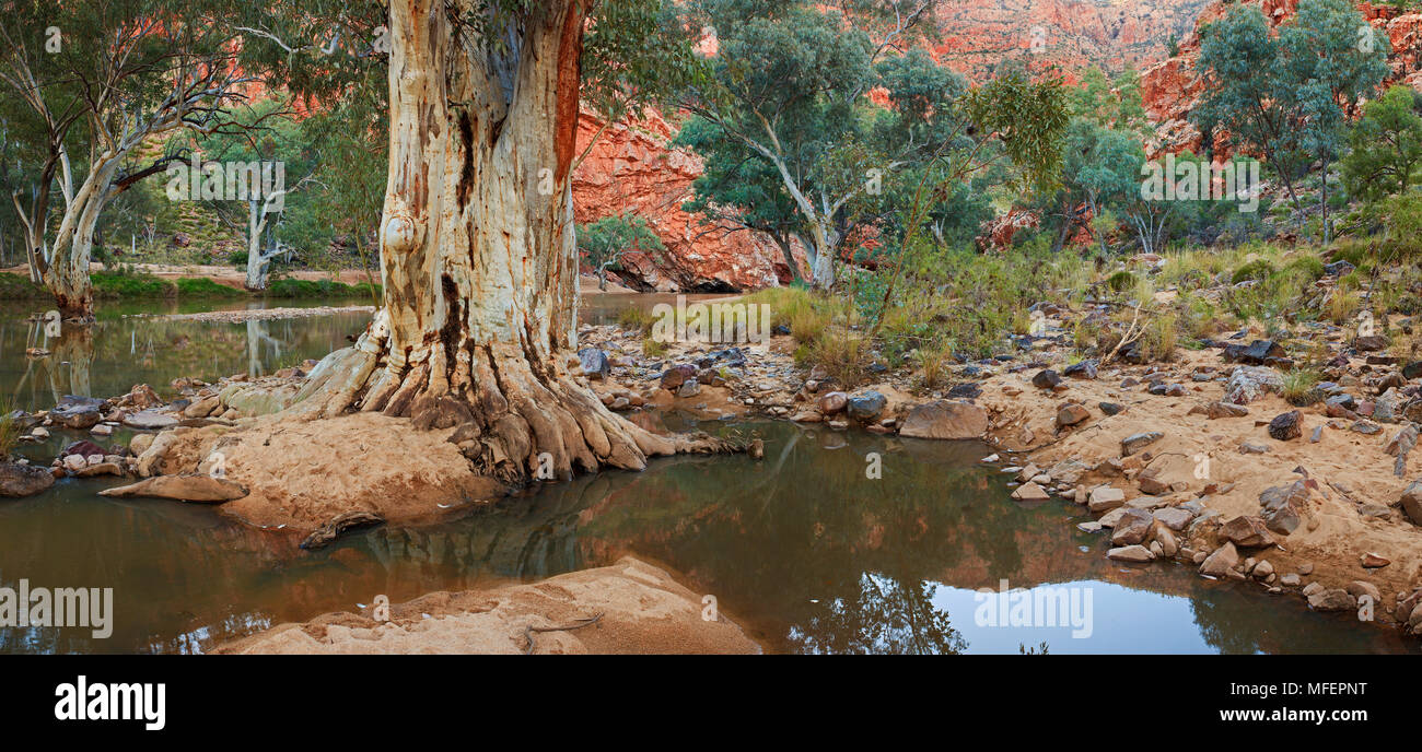 River Red Gums (Eucalyptus camaldulensis), Fam. Myrtaceae, lurline Schlucht West MacDonnell National Park, Northern Territory, Australien Stockfoto