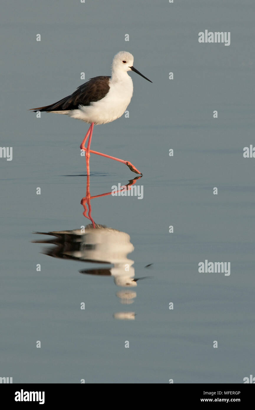 Gemeinsame Stelzenläufer, Himantopus himantopus; Lake Nakuru, Kenia. Stockfoto