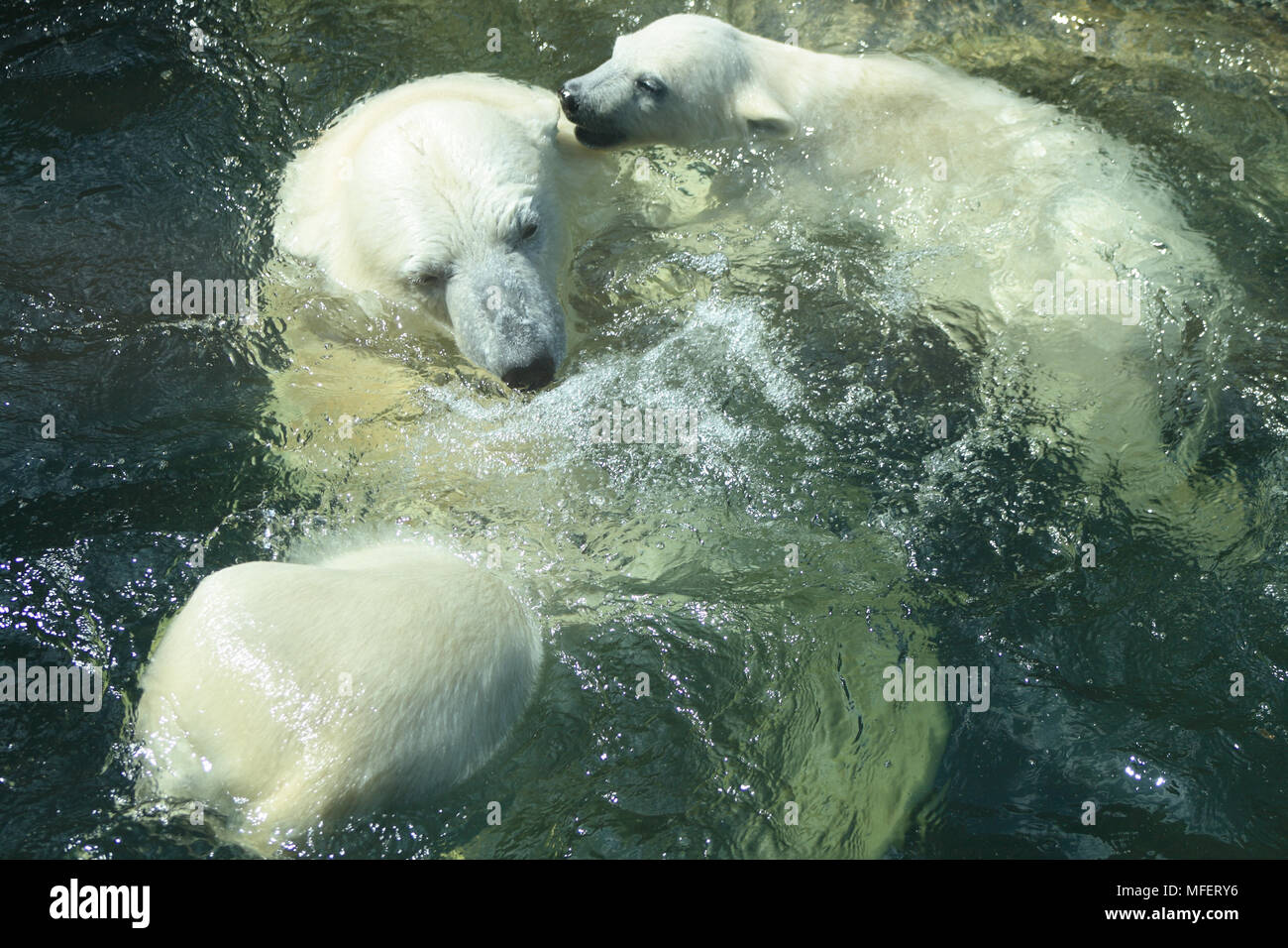 Eisbär Mutter spielt mit ihren Jungen in Wasser Stockfoto