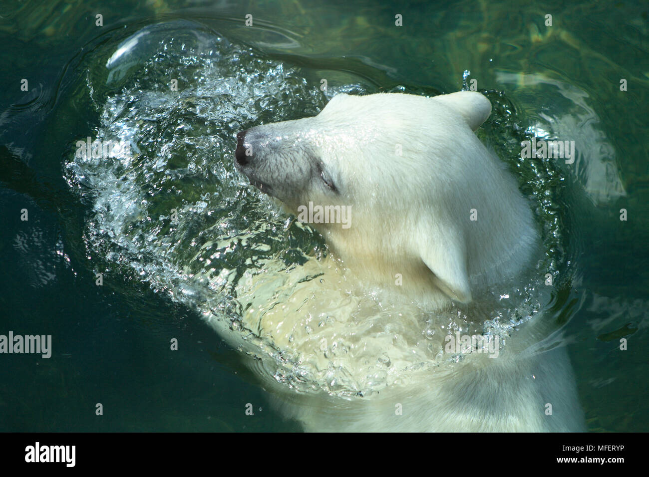 Nahaufnahme von schönen jungen Eisbären schwimmen im Wasser Stockfoto