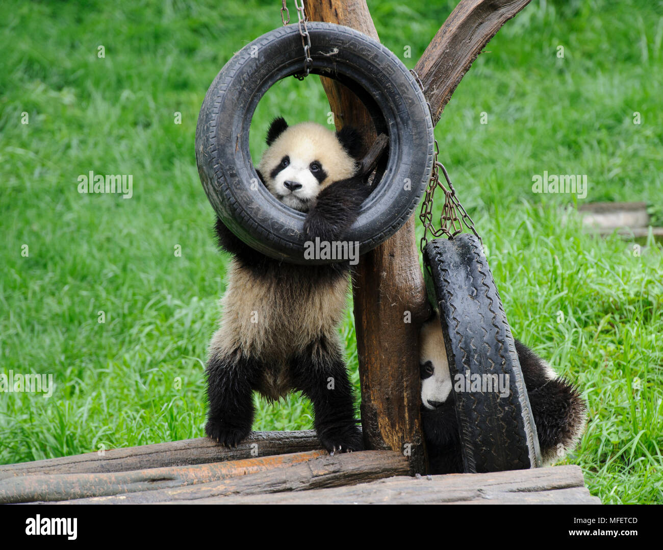 Panda nursery -Fotos und -Bildmaterial in hoher Auflösung – Alamy