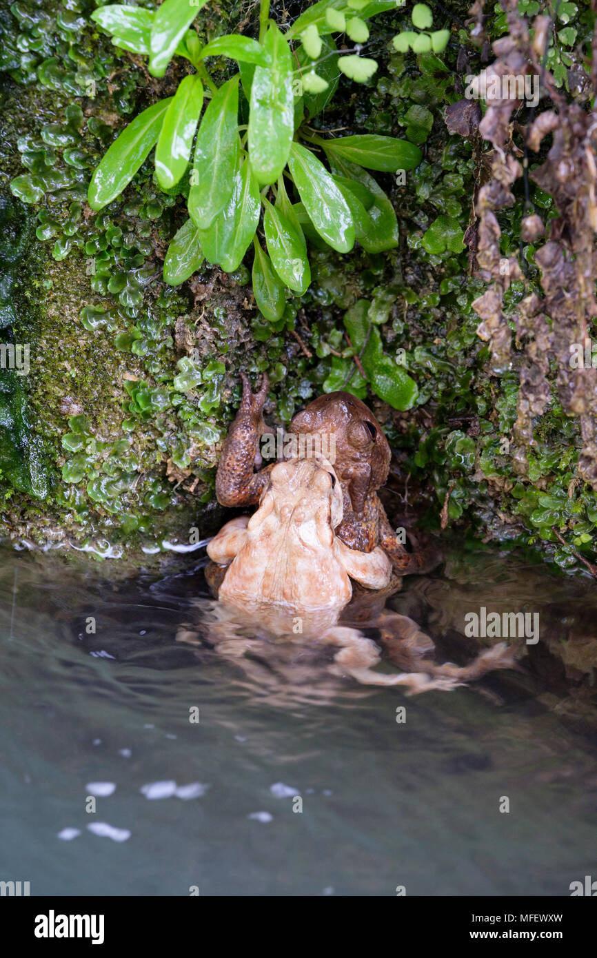 Semi-männlichen und weiblichen Erdkröten (Bufo Bufo) in Amplexus (wo das Männchen umklammert das Weibchen während der Brutzeit) eingerückt. Stockfoto