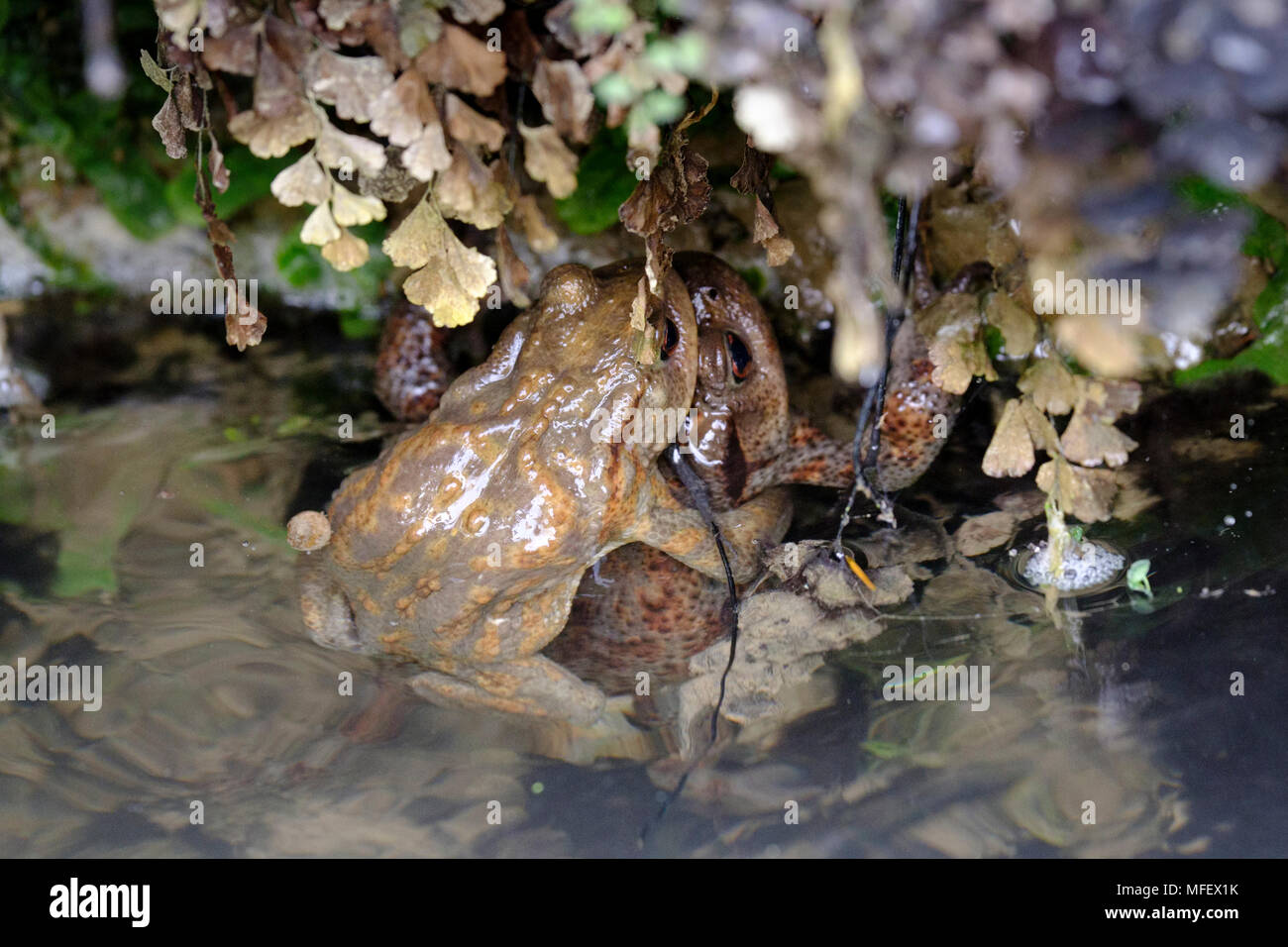 Semi-männlichen und weiblichen Erdkröten (Bufo Bufo) in Amplexus (wo das Männchen umklammert das Weibchen während der Brutzeit) eingerückt. Stockfoto