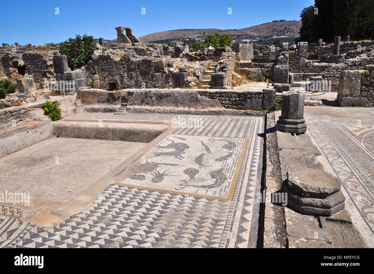 Blick auf das Haus des Orpheus und seine Meeresbewohner Mosaik an römischen Ruinen von Volubilis (Fès-Meknès, Marokko) Stockfoto