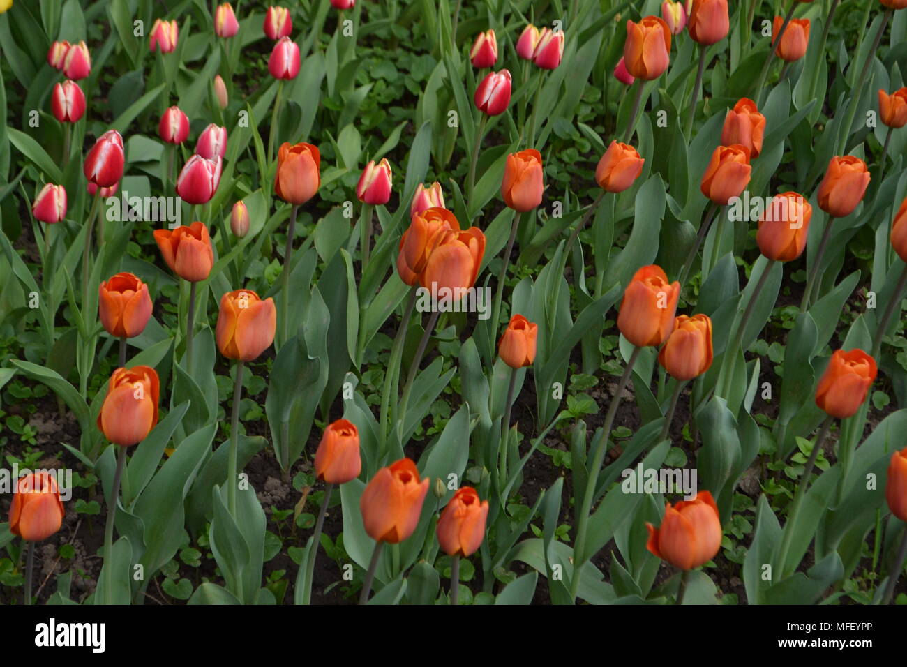Orange und rote Tulpen Hintergrund Stockfoto