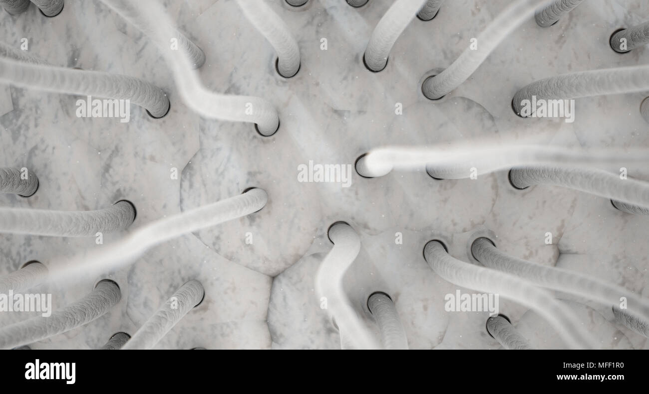 Eine mikroskopische Detailansicht von Programmteilen von texturierten Haare in die Haut auf der Kopfhaut - 3D-Render verwurzelt Stockfoto
