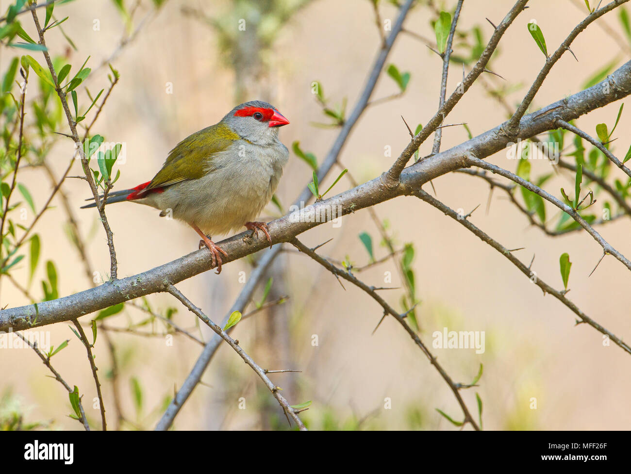 Rot der tiefsten Firetail (Neochmia M. temporalis), Fam. Estrildidae, Oxley Wild River National Park, New South Wales, Australien Stockfoto