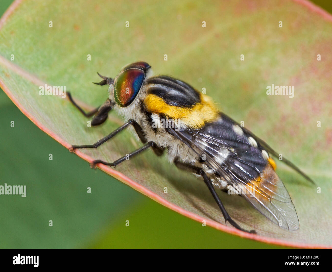 Blume - Fütterung März fliegen (Scaptia auriflua), Fam. März fliegen Tabanidae, dies ist nicht ein Blutegel, Oxley Wild River National Park, New South Wales, EINE Stockfoto