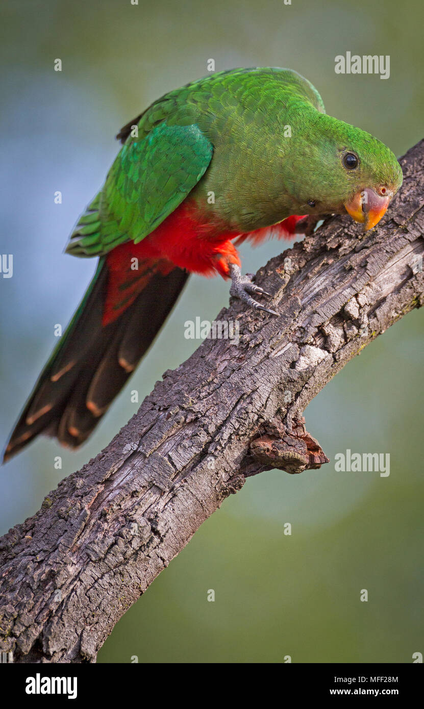 Australische König Parrot (Platycercus elegans), Fam. Papageienvögel, weiblich, Armidale, New South Wales, Australien Stockfoto