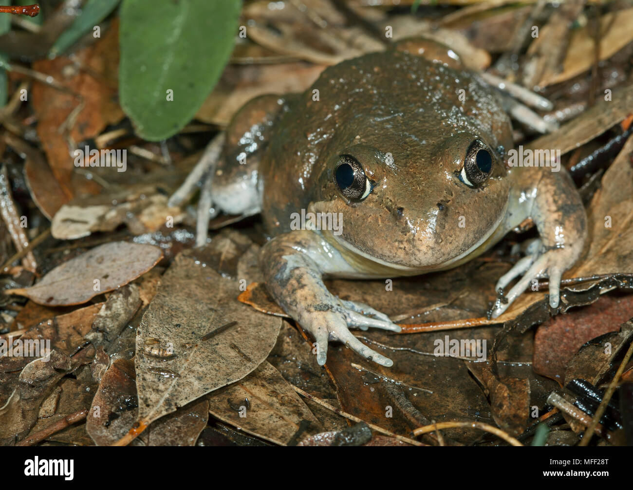 Banjo Frosch (Limnodynastes dumerolii), Fam. Myobatrachidae, Warrumbungles Nationalpark, New South Wales, Australien Stockfoto