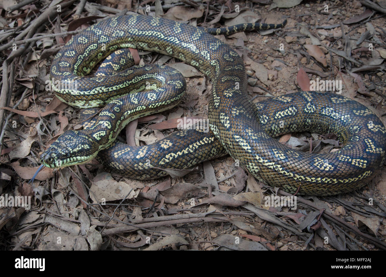 Teppichpython (Morelia spilota Variegata), Fam. Boidae, Oakwood State Forest, New South Wales, Australien Stockfoto