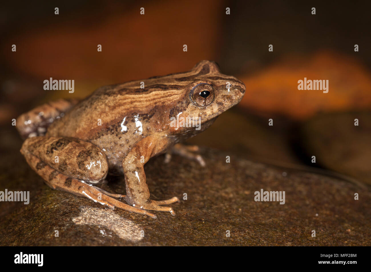 Gemeinsame Froglet (Crinia signifera), Fam. Myobatrachidae, Warrumbungles Nationalpark, New South Wales, Australien Stockfoto