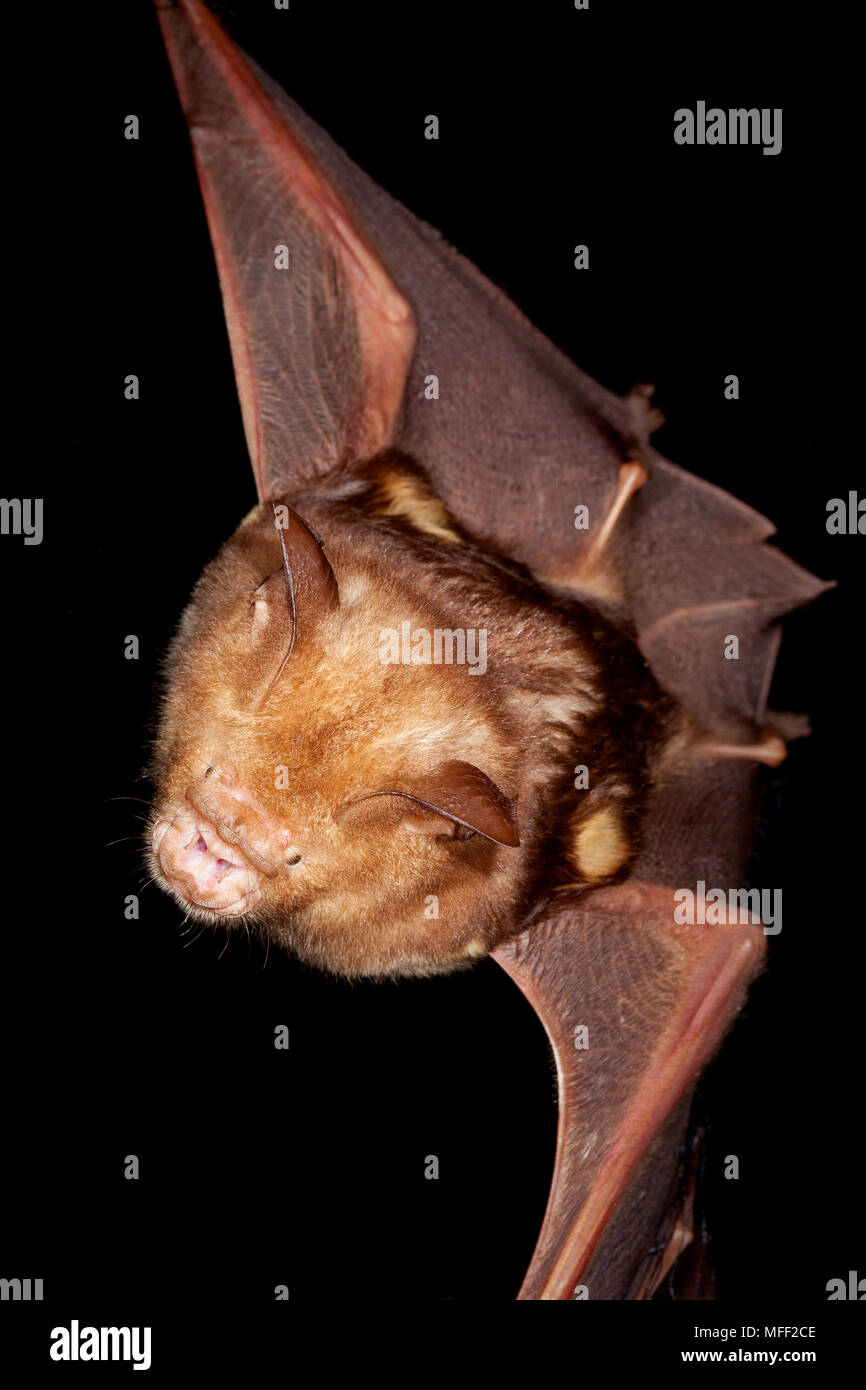 Diadem-Leaf-gerochene Bat (Hipposideros diadema), Fam. Hipposideridae, Mission Beach Queensland Australien Stockfoto