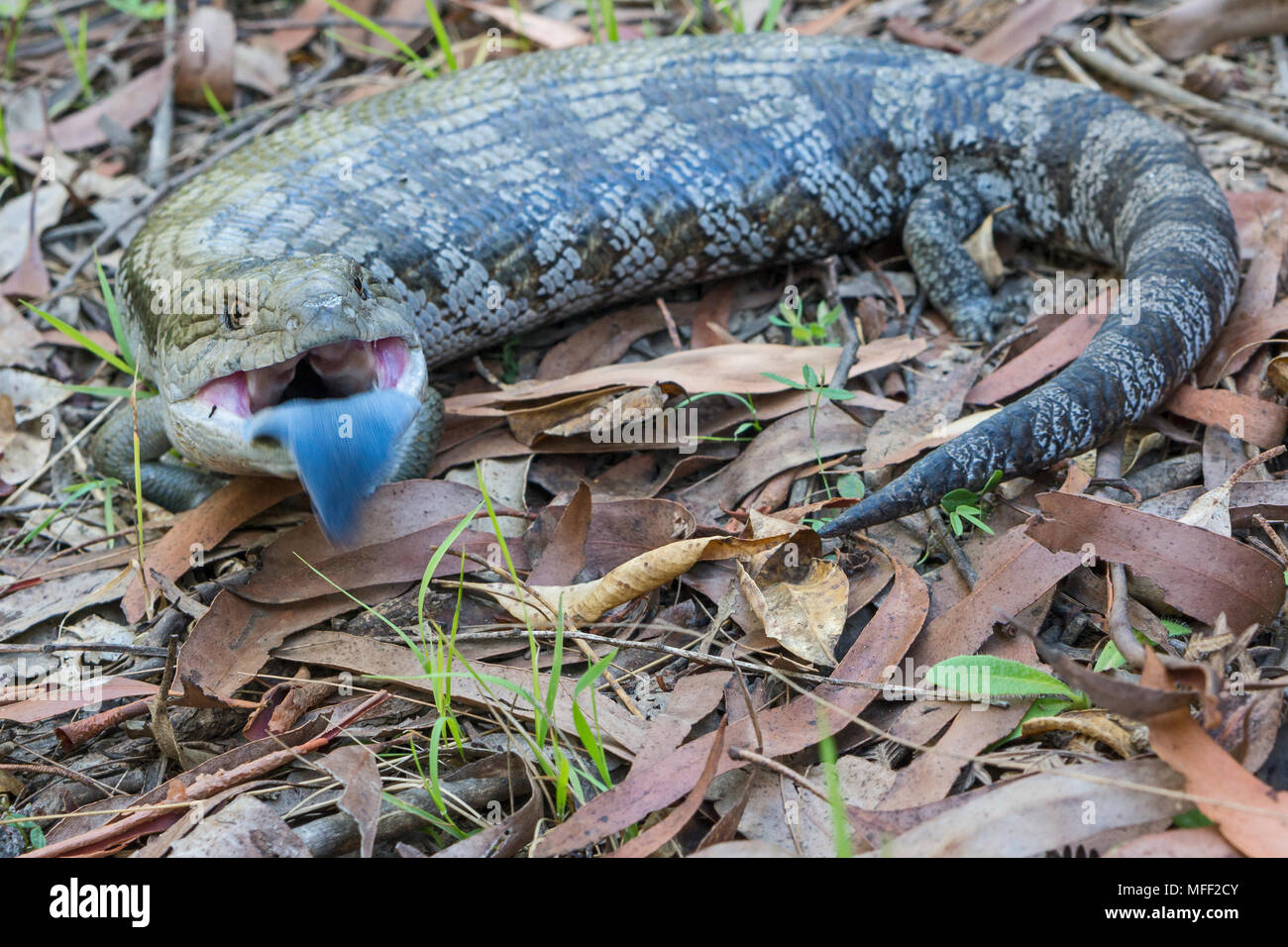 Blauzungenkrankheit (Tiliqua scincoides Ost), Fam. Scincidae, flippen die blaue Zunge Dieser larke Skink versucht, Fressfeinde abzuschrecken, Guy Fawkes National Park, Stockfoto