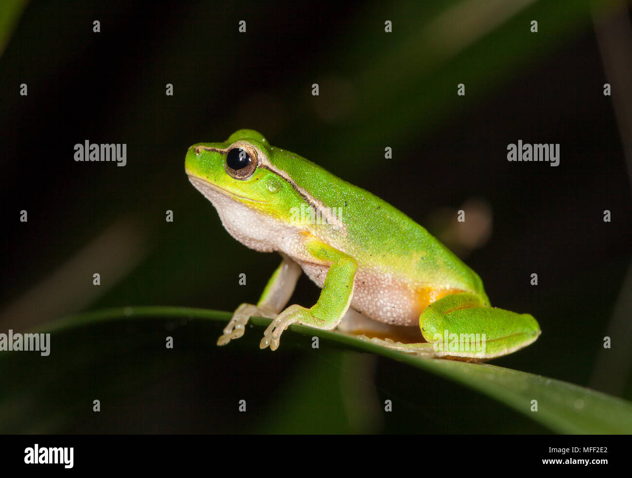 Green Stream Frosch (Litoria phyllochroa), Fam. Hylidae, Myall Lakes NP, Australien Stockfoto