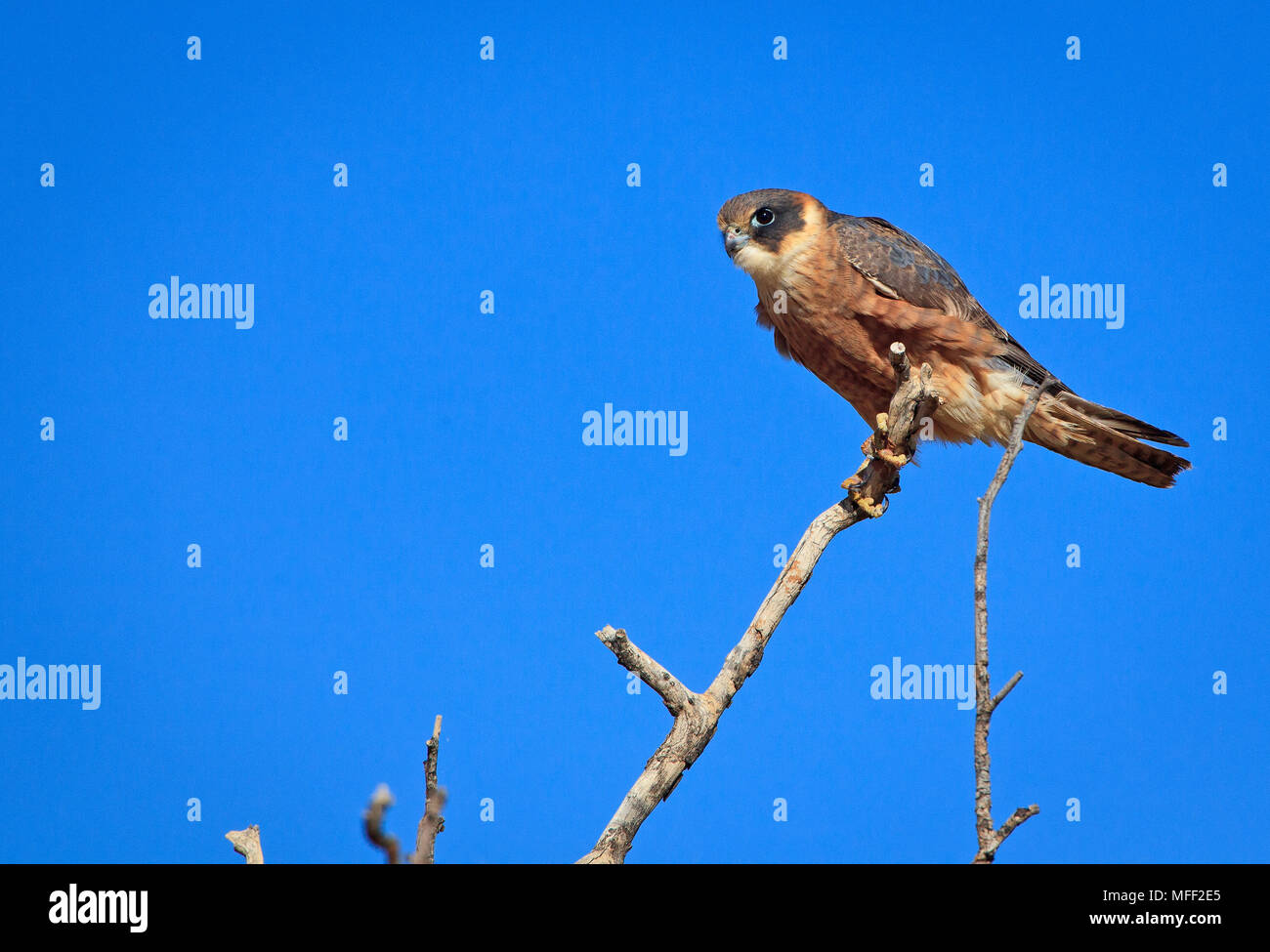 Australische hobby (Falco), Fam. longipennis Andado Falconidae, Station, Northern Territory, Australien Stockfoto