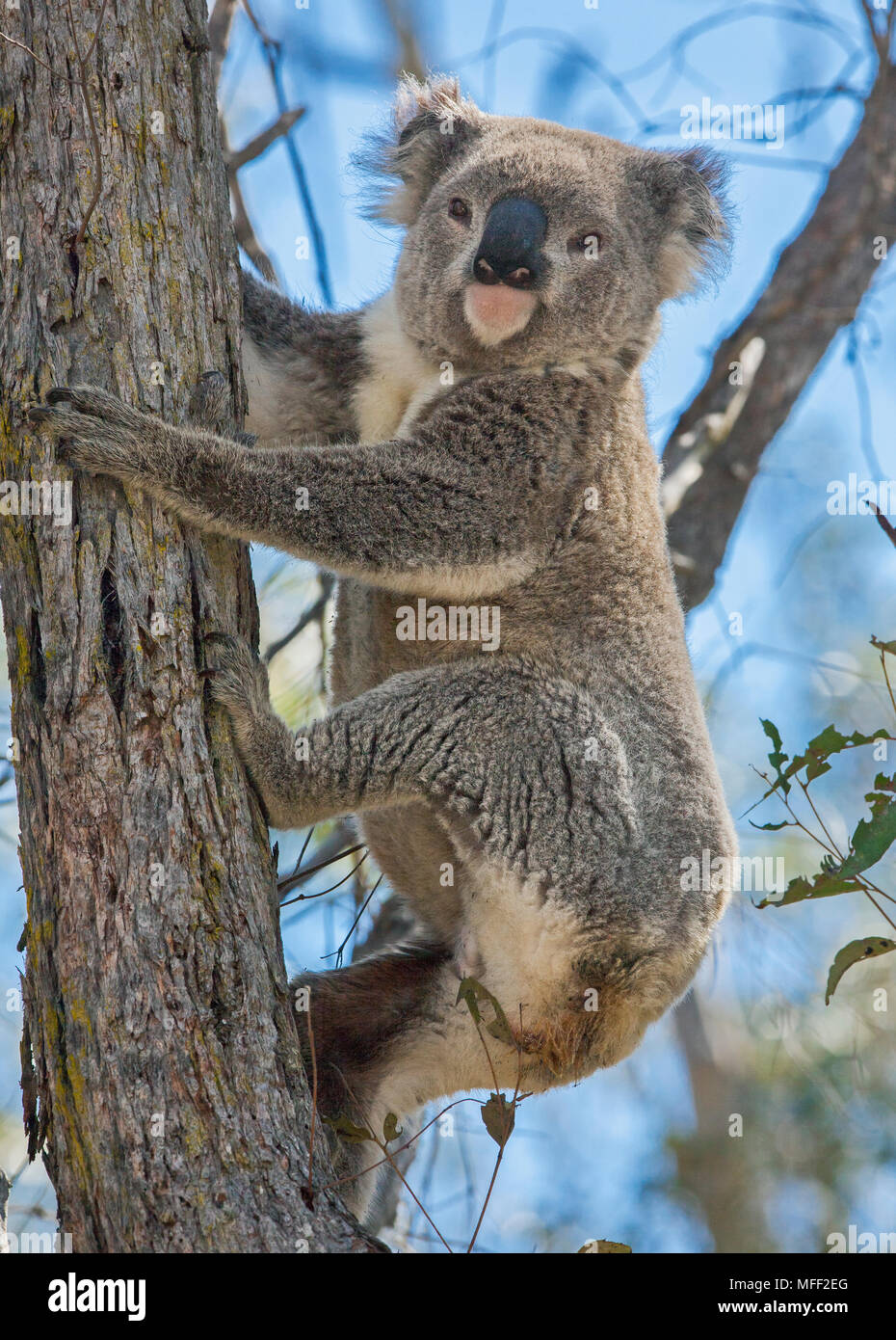 Koala (Phascolarctos cinereus), Fam. Imbota Phascolarctidae, Naturschutzgebiet, New South Wales, Australien Stockfoto
