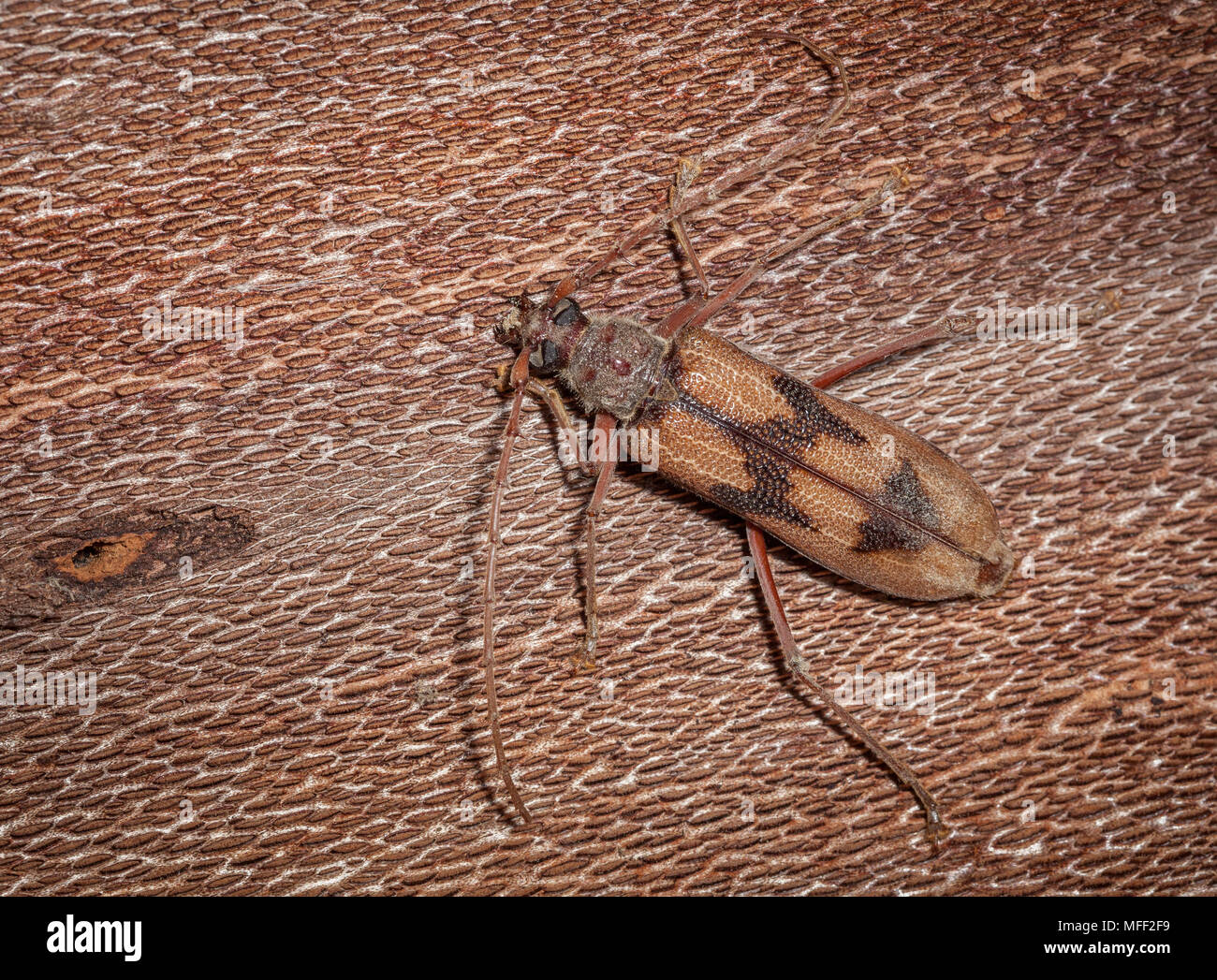 Bullseye Borer (Phoracantha acanthocera). Fam. Longicorn Cerambycidae (Käfer), Subfam. Cerambycinae, Larven Bohrung in Eukalypten und gelten als Stockfoto