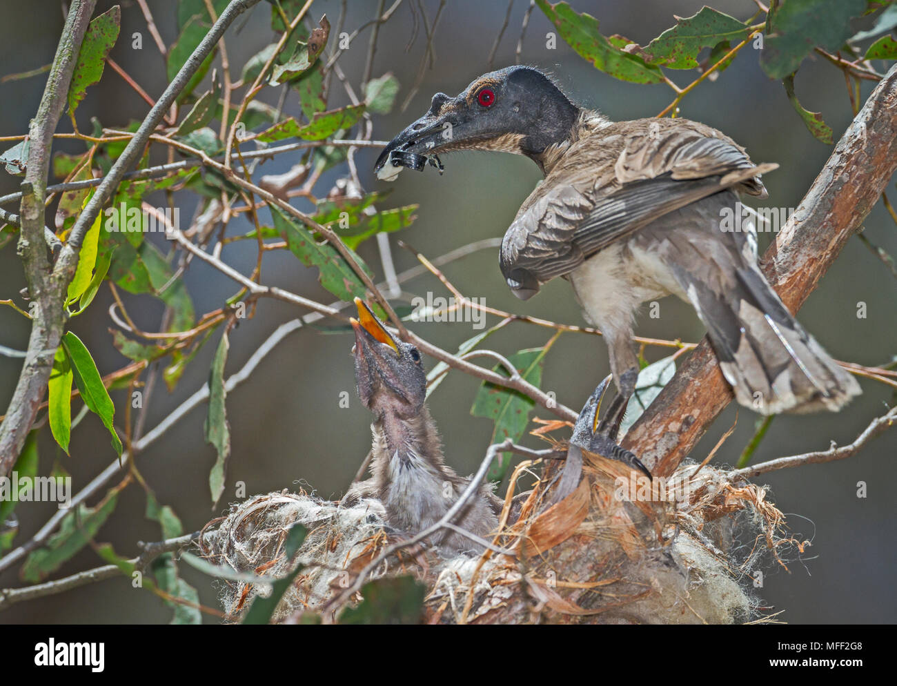 Laut Friarbird (Philemon corniculatus), Fam. Meliphagidae, Erwachsenen die Teilnahme an Nest, Imbota Nature Reserve, New South Wales, Australien Stockfoto