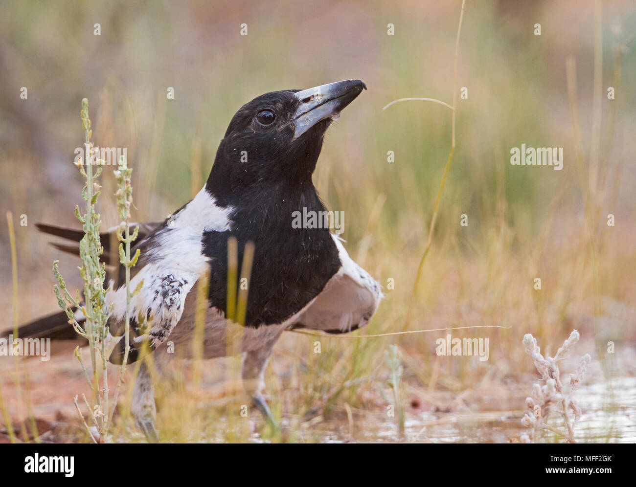 Pied Butcherbid (Cracticus nigrogularis), Fam. Mulyangarie Artamidae, Station, South Australia, Australien Stockfoto