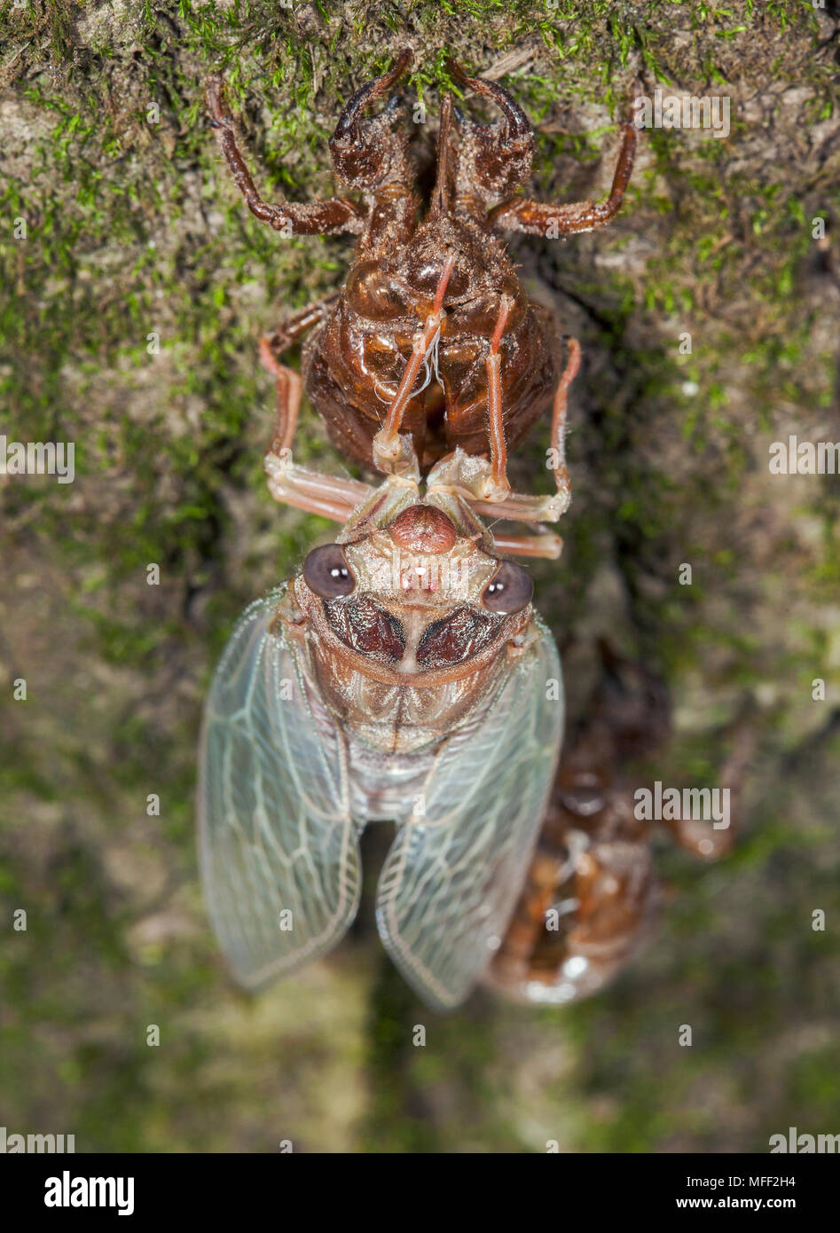Rasiermesser Schleifer (Henicopsaltria eydouxii), Fam. Cicadidae, Erwachsene, die sich aus Nymphe shell, Hemiptera, Myall Lakes National Park, New South Wales, Austr Stockfoto