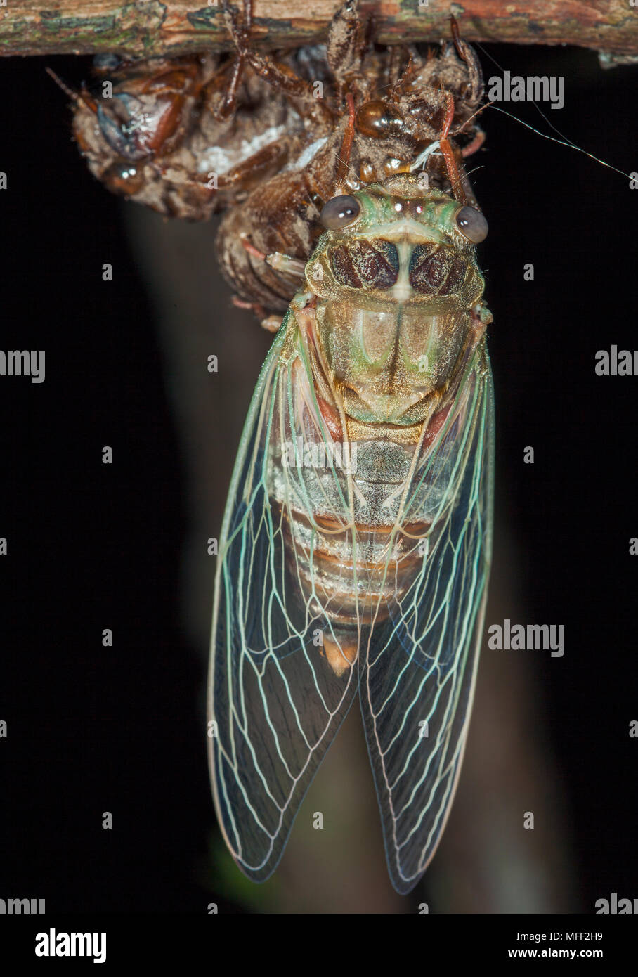 Rasiermesser Schleifer (Henicopsaltria eydouxii), Fam. Cicadidae, Erwachsene, die sich aus Nymphe shell, Hemiptera, Myall Lakes National Park, New South Wales, Austr Stockfoto