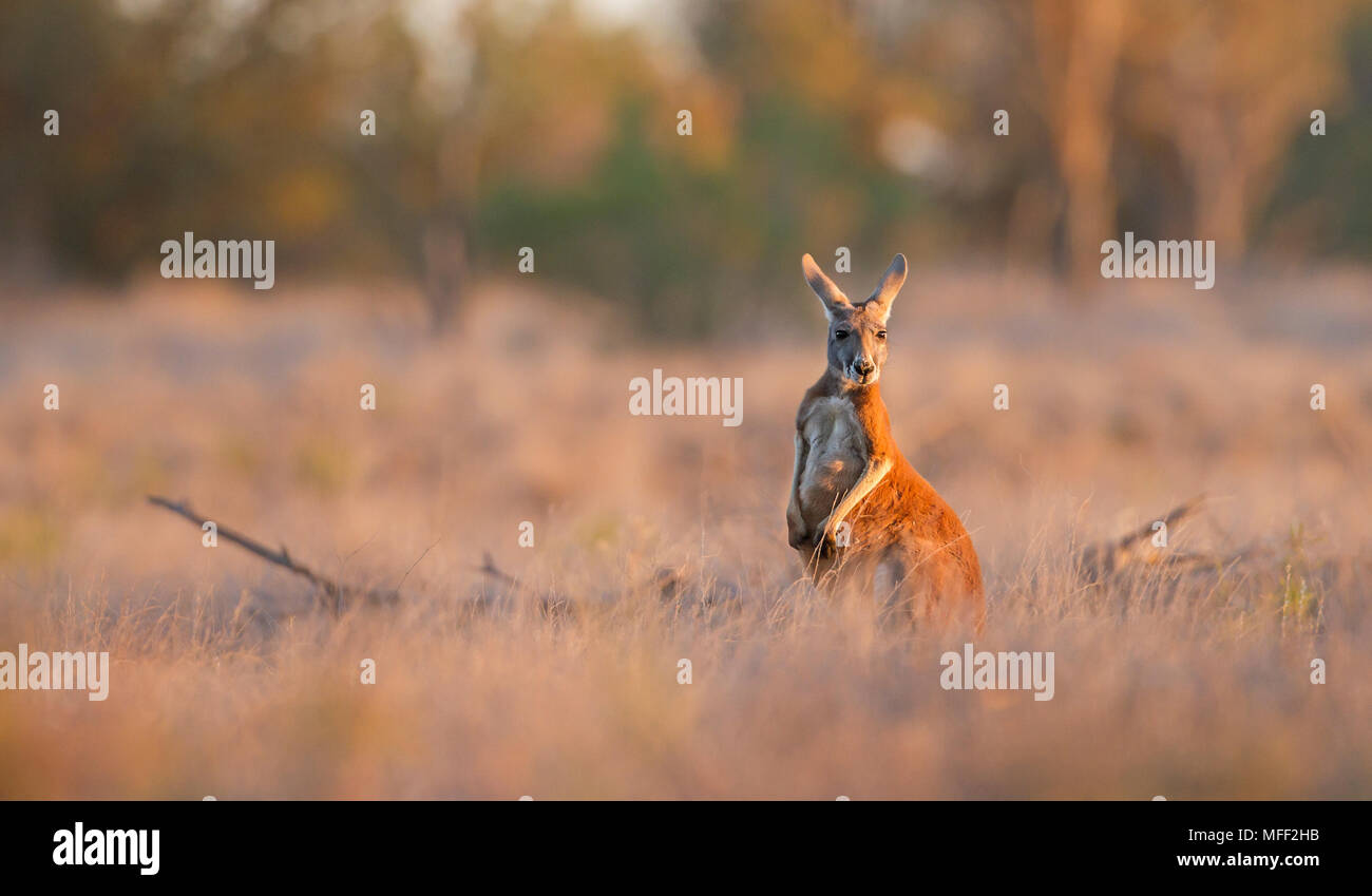 Rote Känguru (Macropus rufus), Fam. Macropodidae, Marsupialia, Mulyangarie, South Australia, Australien Stockfoto