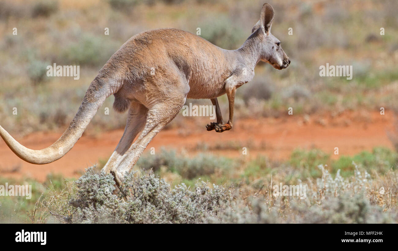 Rote Känguru (Macropus rufus), Fam. Macropodidae, Marsupialia, Weiblich, Mulyangarie, South Australia, Australien Stockfoto