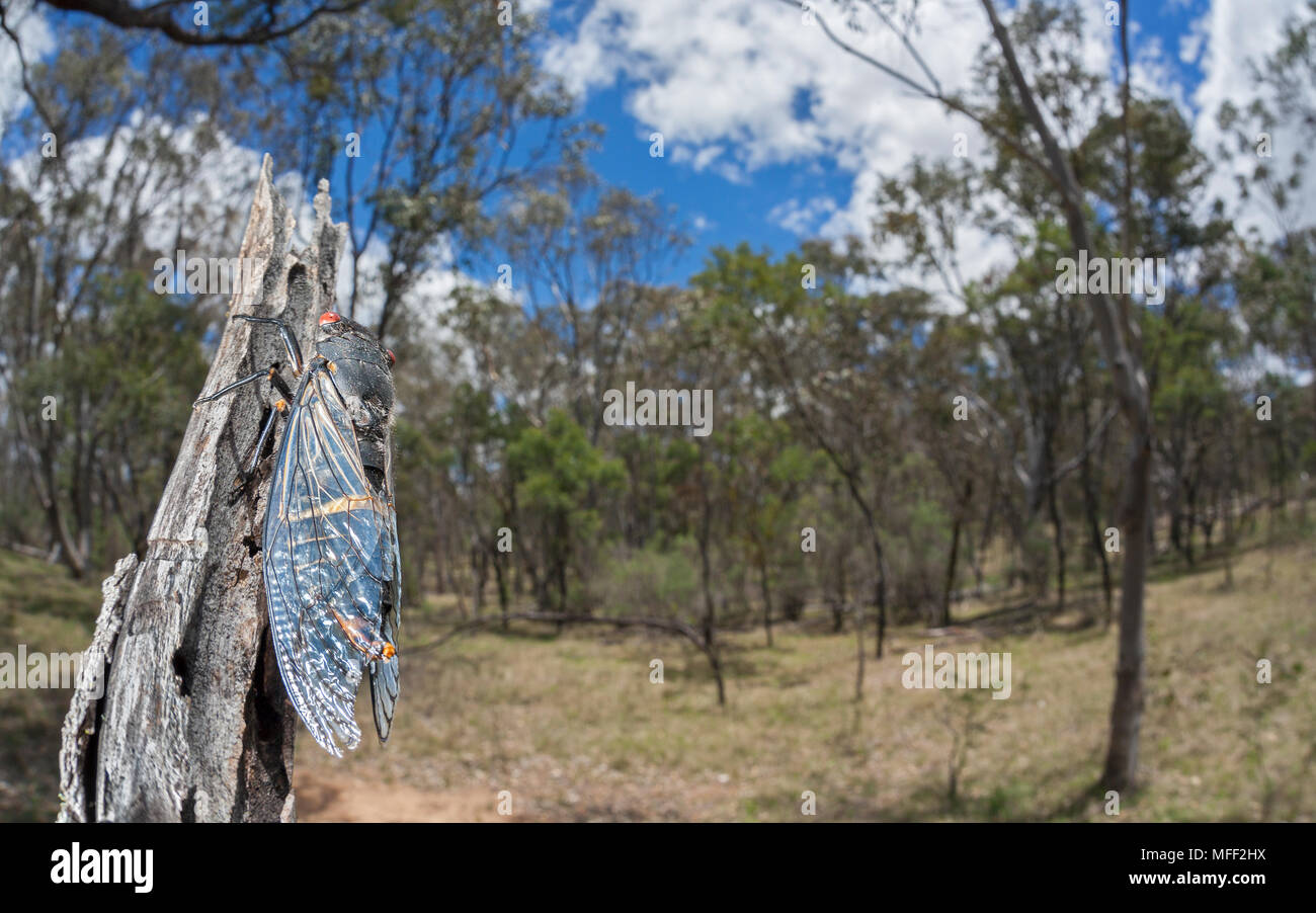 Redeye Zikade (Psaltoda moerens), Fam. Imbota Cicadidae, Naturschutzgebiet, New South Wales, Australien Stockfoto