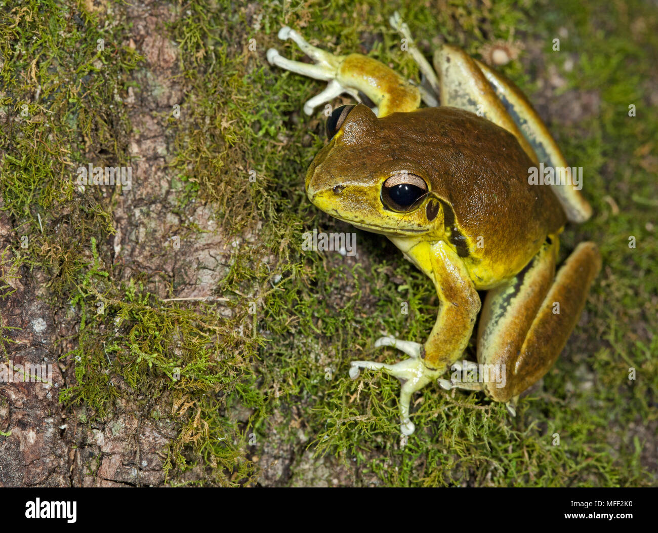Stony Creek Frosch (Litoria wilcoxii), Fam. Hylidae, männlich, Myall Lakes National Park, New South Wales, Australien Stockfoto