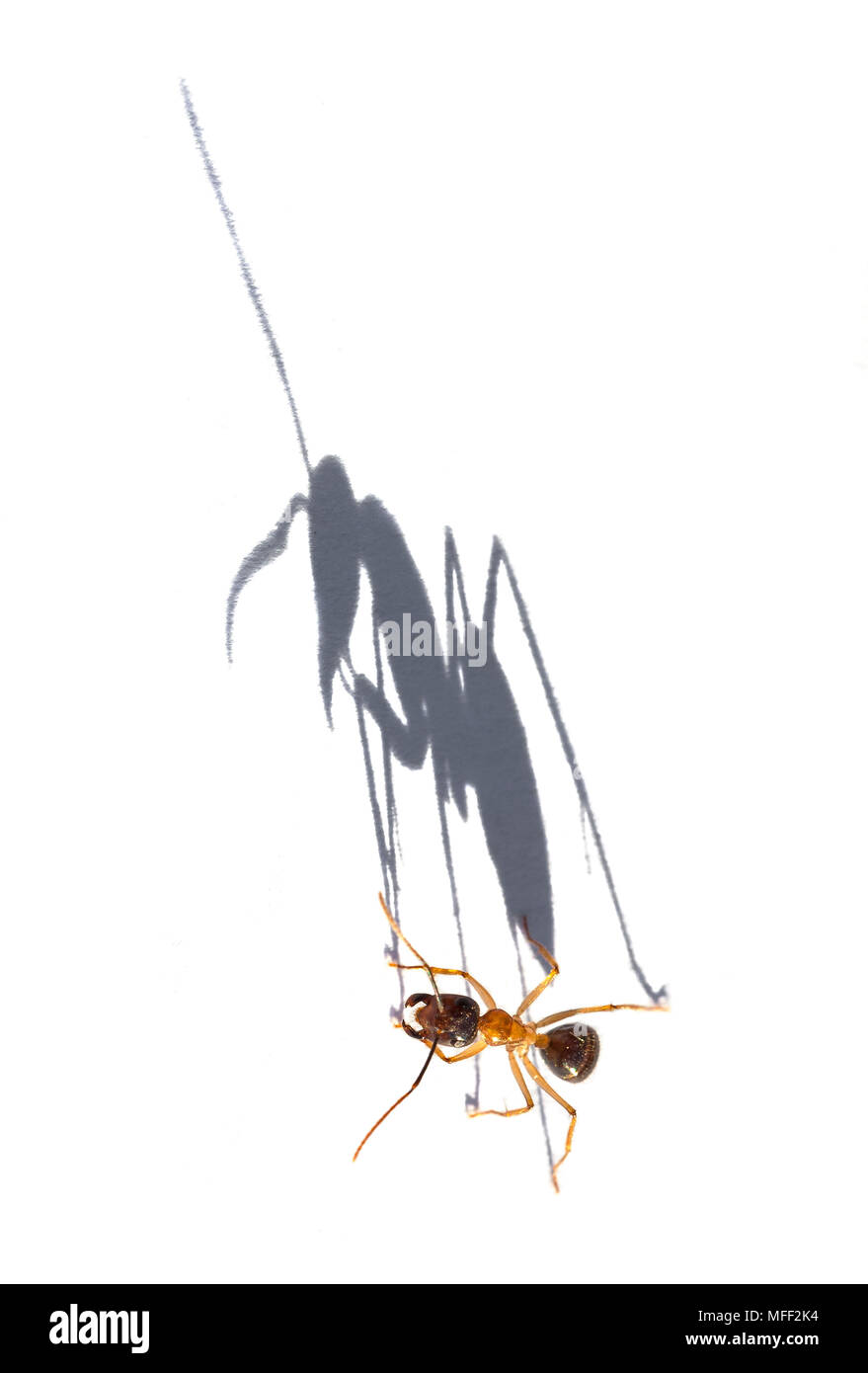 Zucker Ant (Camponotus spp.), Fam. Hymenoptera, Schatten auf weißem Papier bei Sonnenaufgang, Mulyangarie Station, South Australia, Australien Stockfoto
