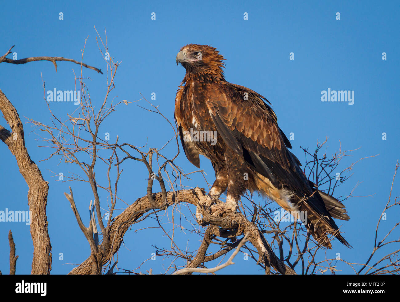 Wedge-tailed eagle (Aquila Audax), Mulyangarie Station, South Australia, Australien Stockfoto