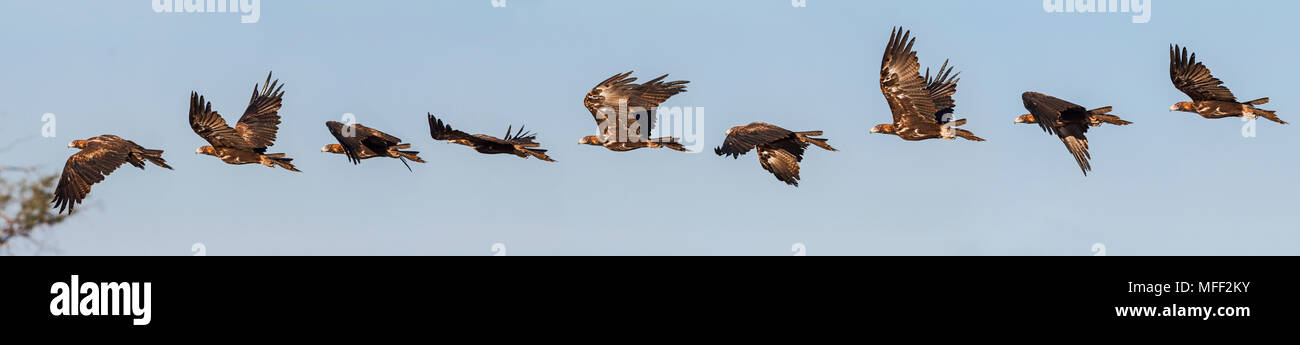 Wedge-tailed eagle (Aquila Audax), Flug Sequenz, Zeitraffer Foto, Mulyangarie Station, South Australia, Australien Stockfoto