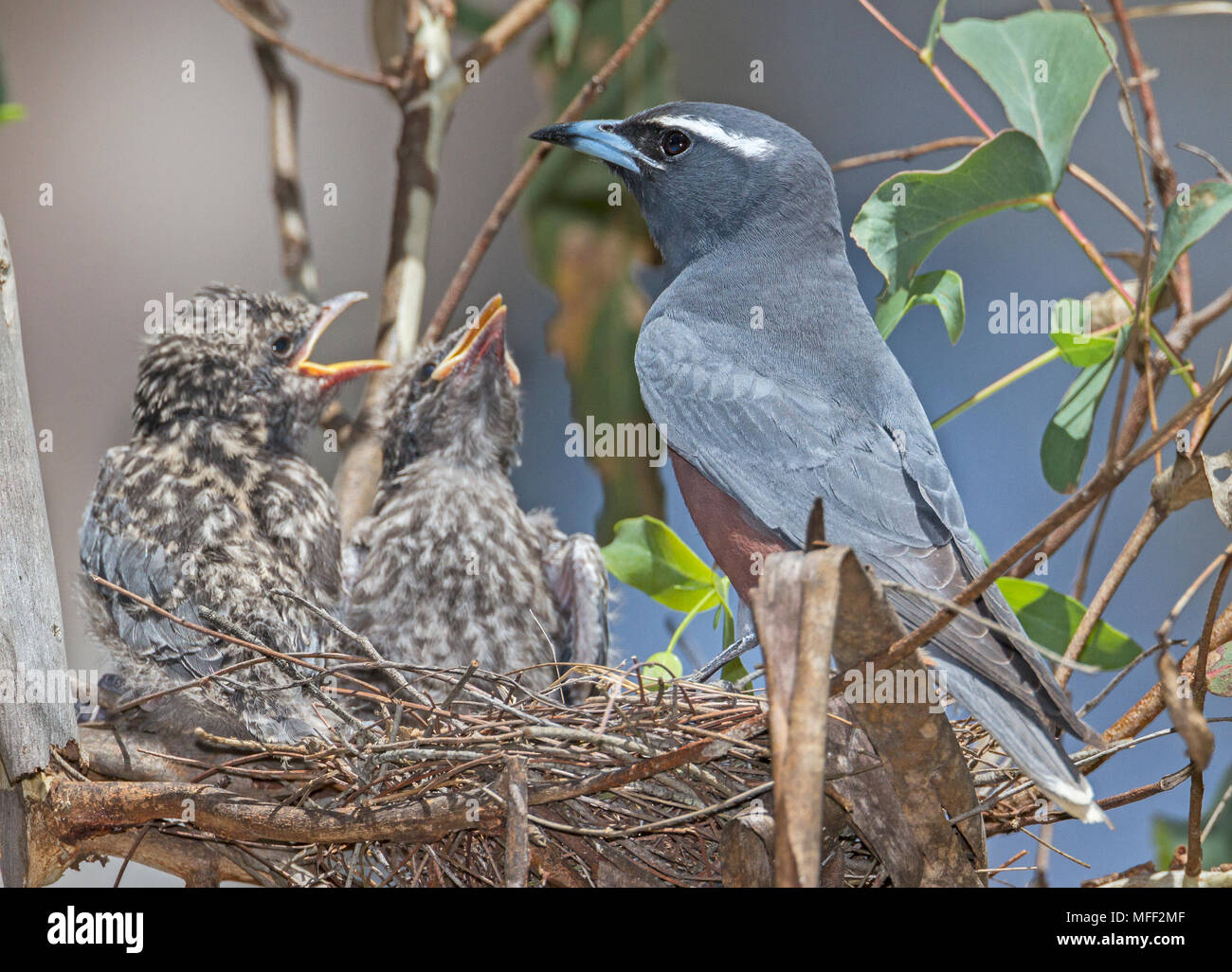 Weiß der tiefsten Woodswallow (Artamus Superciliosus), Fam. Artamidae, männlichen Anwesenden Nest, Imbota Nature Reserve, New South Wales, Australien Stockfoto