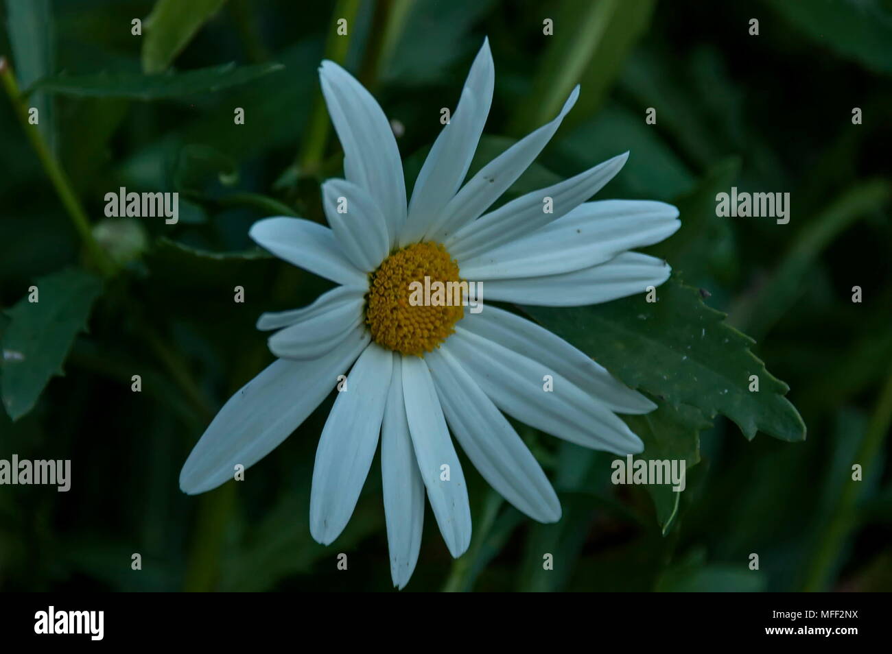Schönheit Blüte der weißen daisy flower in ein grünes Feld, Sofia, Bulgarien Stockfoto