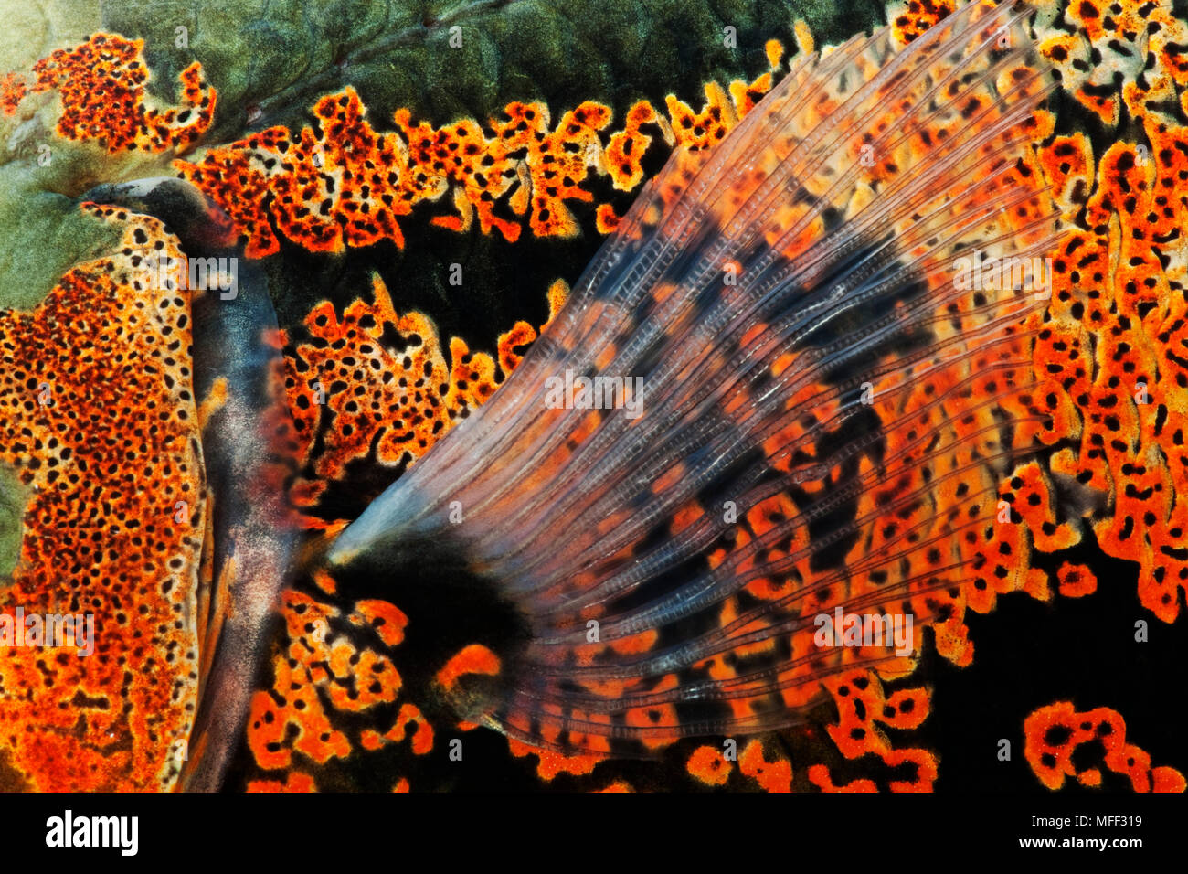 Close-up von Skalen und Fin von Oscar Fisch (Astonotus Ocellatus). Tropische Süßwasserfische. Auch als Tiger Oscar, Oscar, Oscar Cichlid, Samt bekannt Stockfoto